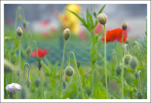Poppy Flower Buds
