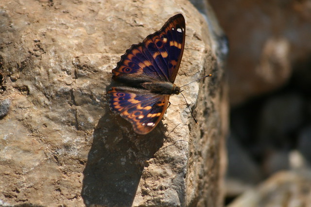 Lesser Purple Emperor (Apatura ilia, f. clytie), Aggtelek National Park, Hungary