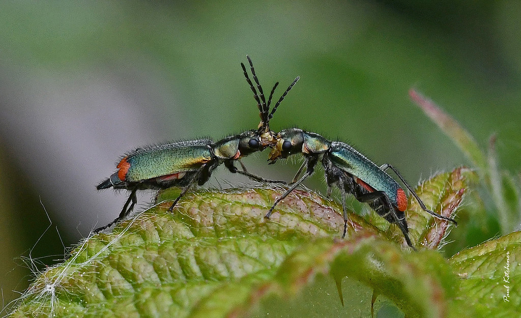 Malachius bipustulatus (Common Malachite) female and male, pre-mating behaviour
