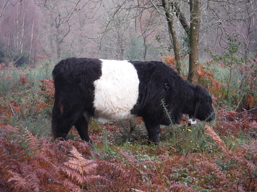 Belted Galloway on Marley Common SWC 377 - Haslemere Outer Orbital Path