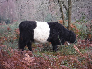 Belted Galloway on Marley Common SWC 377 - Haslemere Outer Orbital Path