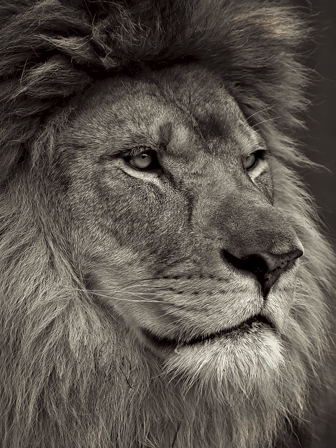 African Lion profile