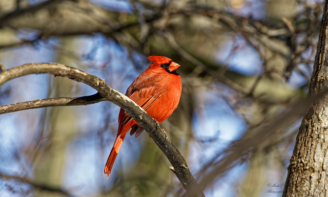 ♀ Cardinal rouge -  Northern Cardinal, - Cardinalis cardinalis