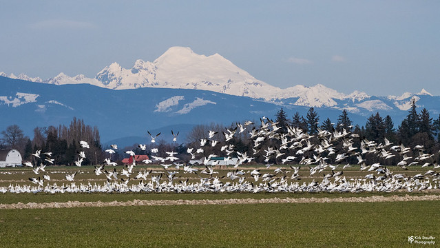 Snow Geese and Mt. Baker