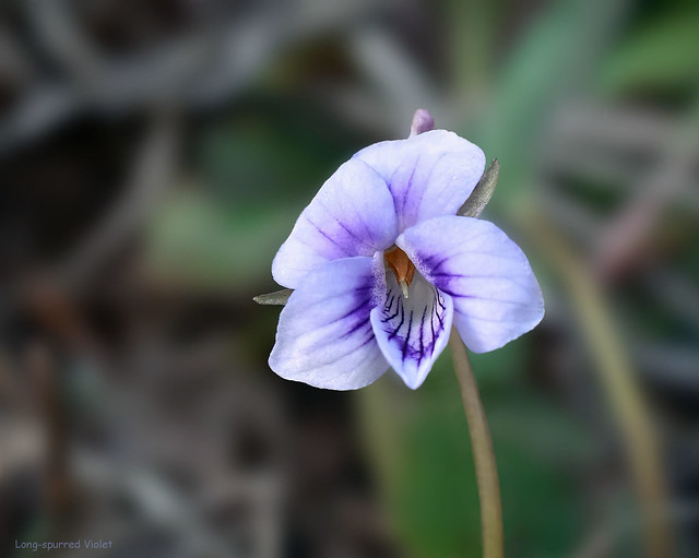 Long-spurred Violet - Viola rostrata  -  Violaceae: Violet family