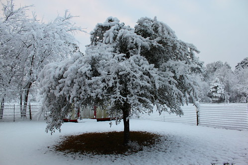 texas tx snow landscape trees