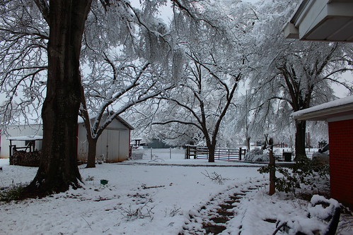 texas tx snow landscape trees