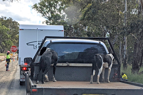 australia dogs newsouthwales nsw