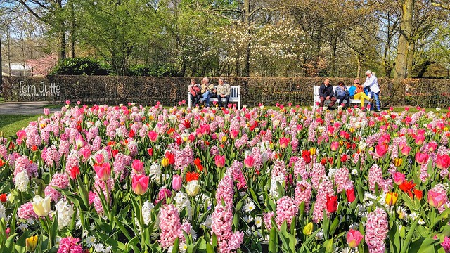 Keukenhof gardens, Lisse, Netherlands - 0720