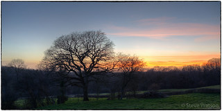 Trees & Sunset - March 2021