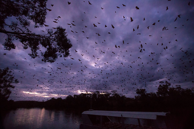 A swarm of bats