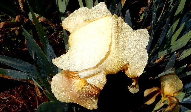 raindrops on yellow iris, still folded
