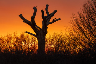 Old Tree at Sunset