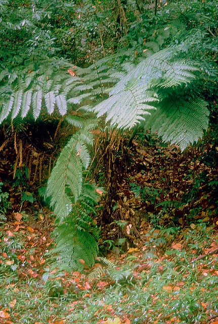 Tree fern, Narimalai to Iruppu