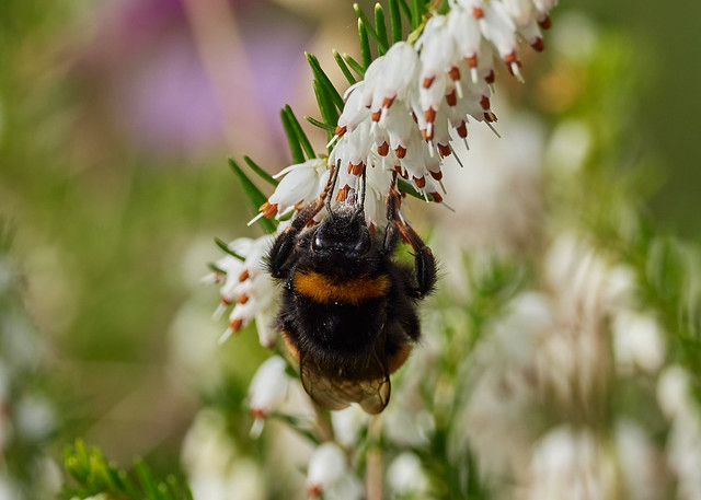 buff-tailed bumblebee, Bombus terrestris, gyne