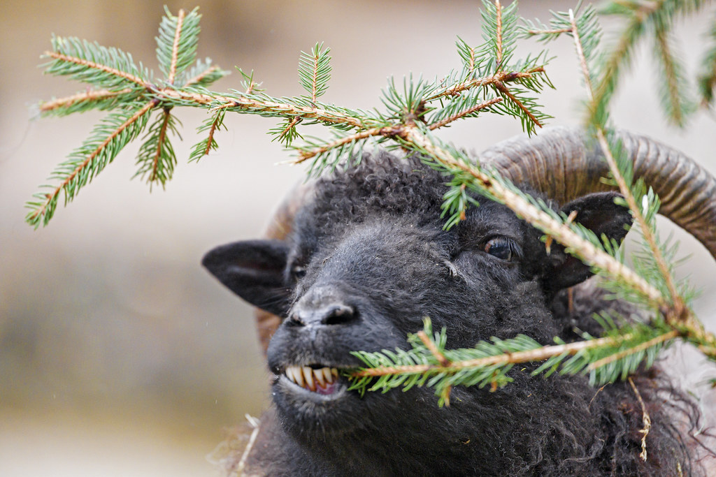 Black sheep eating fir | Portrait of a funny black sheep eat… | Flickr