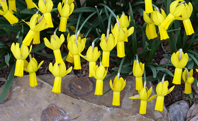 parallel daffodils