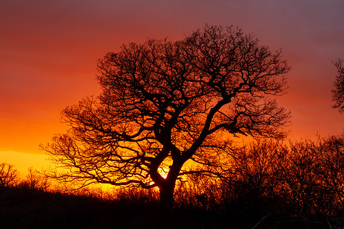 sunset tree orange red sky march spring silhouette sun merryhill woodlandtrust hertfordshire