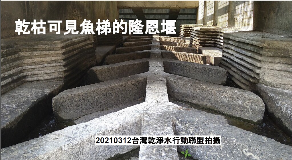 旱情嚴峻導致新竹隆恩堰的魚梯已經見底。台灣乾淨水行動聯盟提供