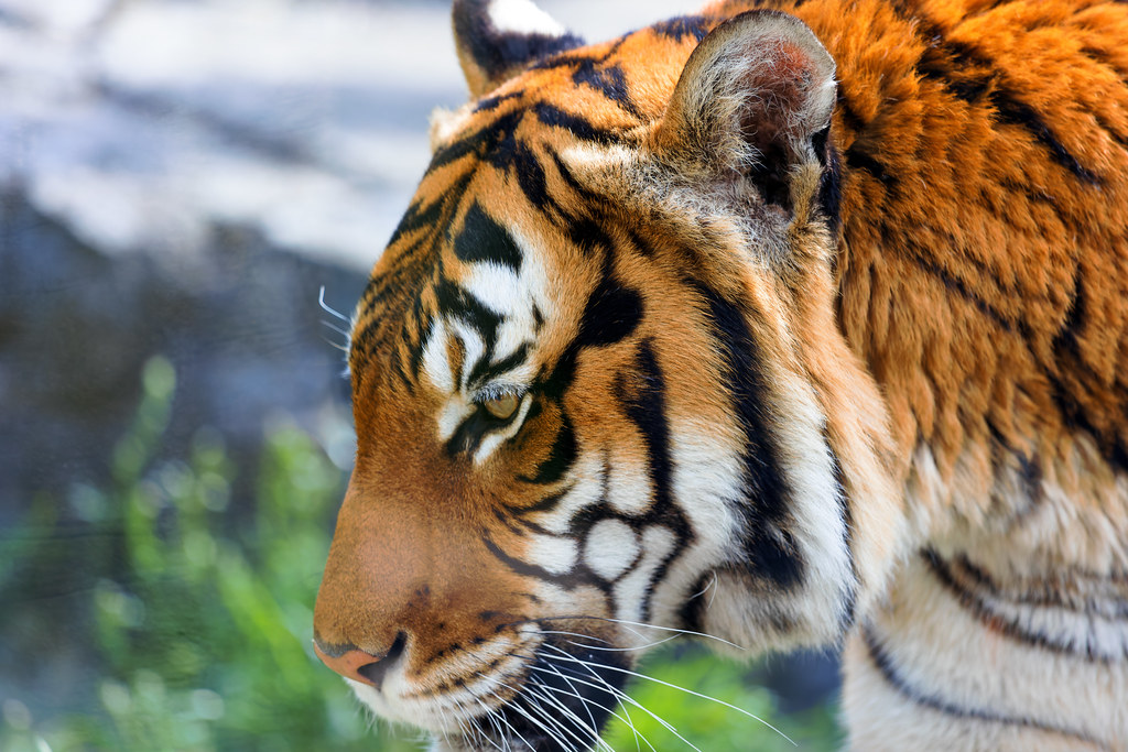 Tiger at Woodland Park Zoo | Tiger at Woodland Park Zoo in S… | Flickr