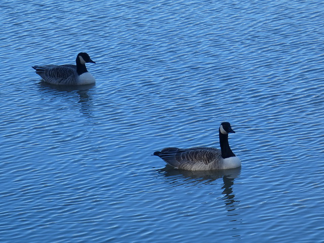 Happy Canada geese couple Friday!