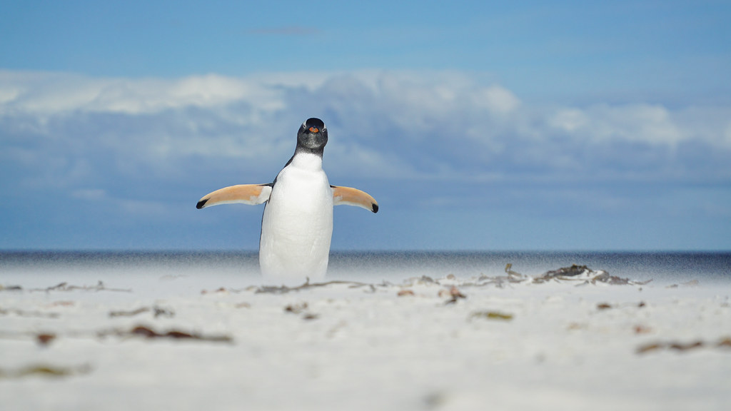 Gentoo penguin at Bertha's Beach