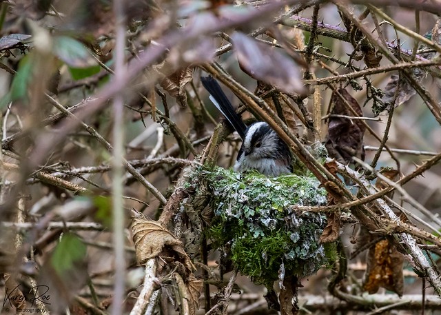 Long Tailed Tit Nest Building
