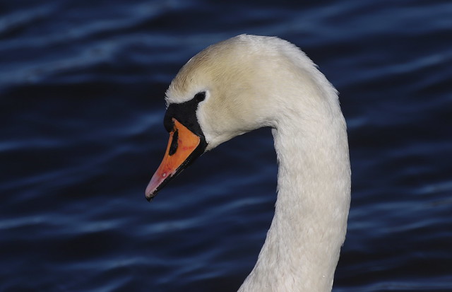 Knopsvane (Mute Swan / Cygnus olor)