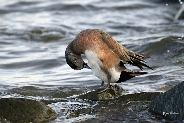 American Wigeon male grooming, Cambridgre, MD