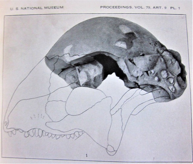 Troodon skull fossil 2894