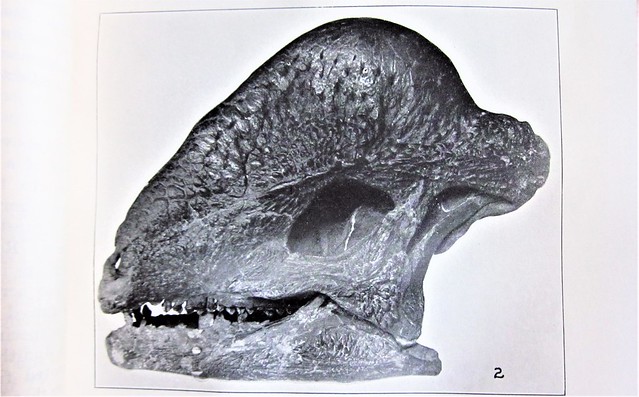 Troodon skull fossil 2893
