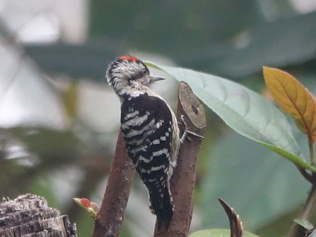 Grey capped pygmy woodpecker
