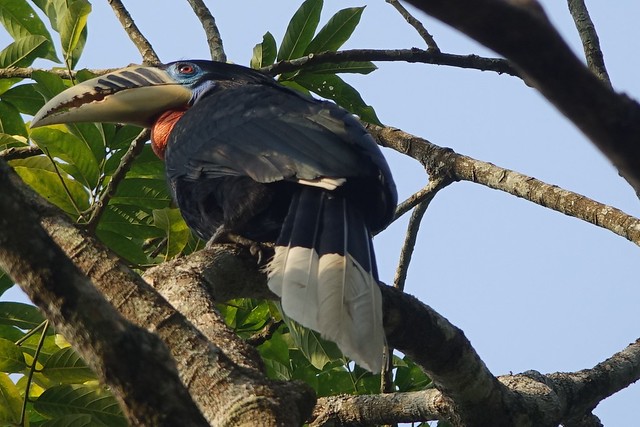 Rufous-Necked hornbill