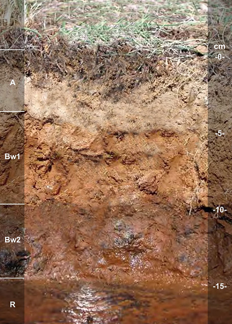 Rockly soil series