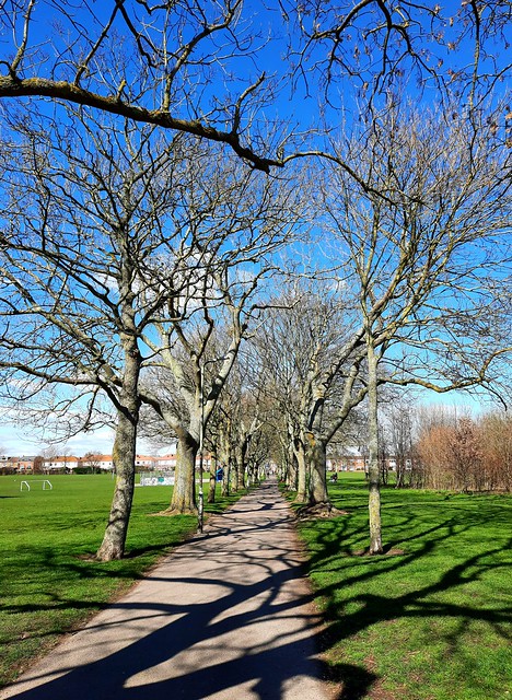 Winter trees in Bransbury Park