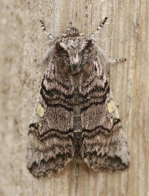 yellow horned Achlya flavicornis scoica thyatiridae