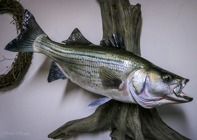 Painting A Striped Bass/White Bass Hybrid (Wiper) Reproduction