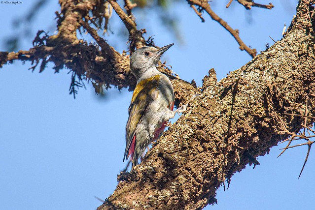Eastern Grey Woodpecker (Dendropicos spodocephalus) - female