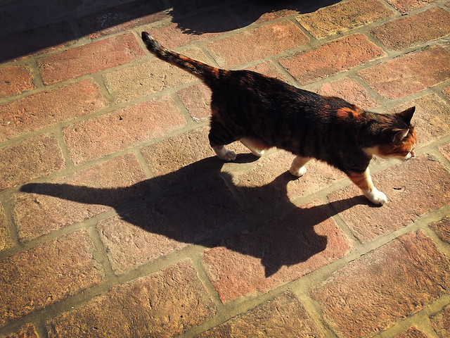 Il gatto e la sua ombra .1