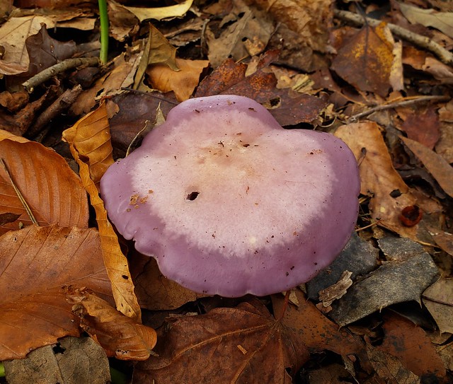 Blewit  Mushroom