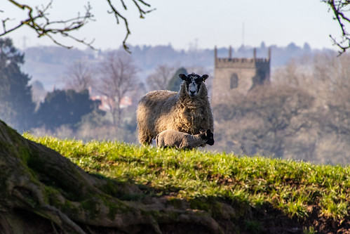 studley warwickshire westmidlands uk greatbritain england landscape nature sheep lamb spring countrylife countryside canon canoneos canon80d canonuk
