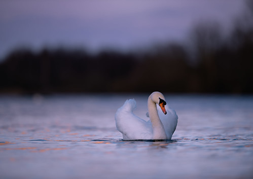swan sunset pink wildlife bird jonathan casey photography norfolk broads whitlingham lake nikon d850 400mm