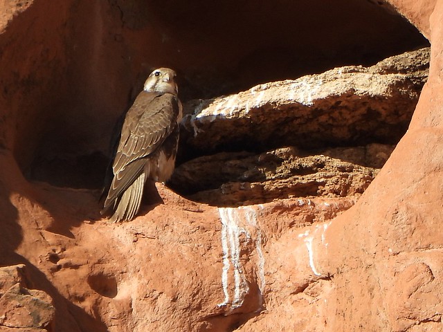 Prairie Falcon - Female