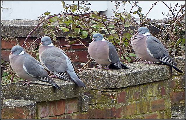 Four Pigeons ..