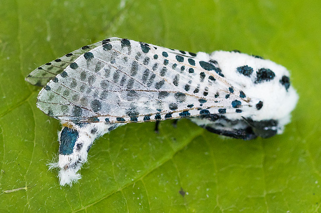 0161-_W4A0915 Leopard Moth (Zeuzera pyrina)