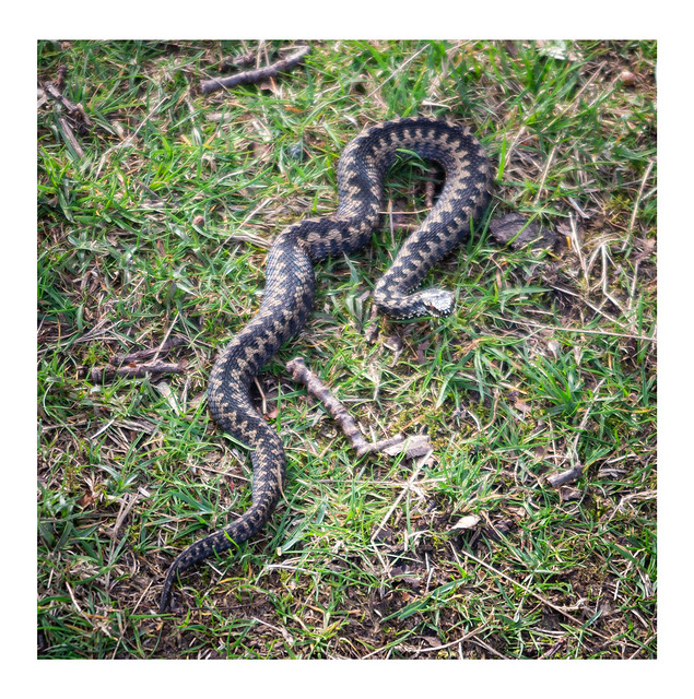 It must know its the Spring Equinox today, spotted this juvenile adder today on Strensall Common.