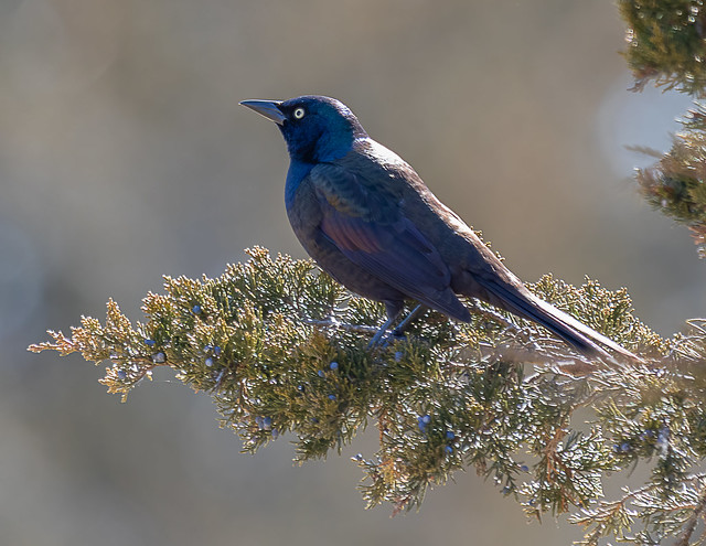 Early Sign of Spring:  Return of the Grackle