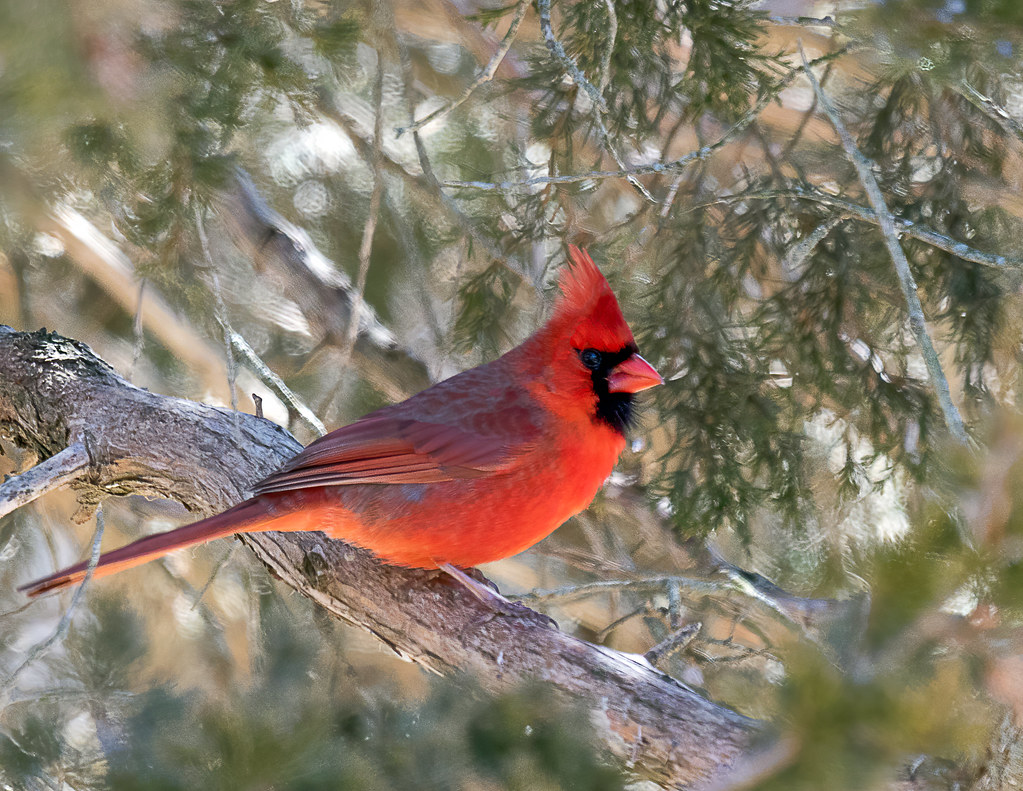 Saturday Afternoon Cardinal