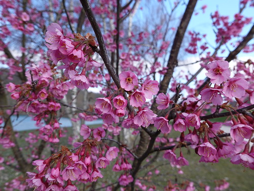 Cerisier en fleur @ Lac de la Balme-de-Sillingy | Guilhem Vellut | Flickr