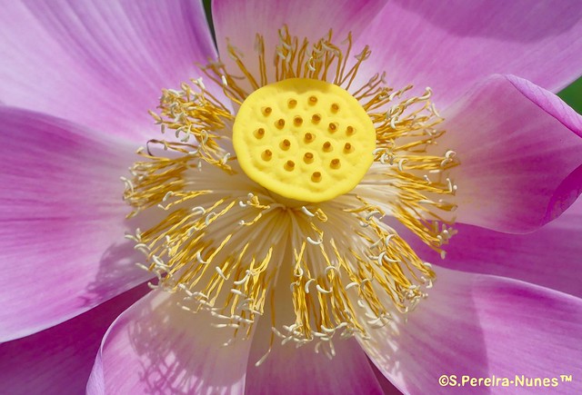 A closeup  in the flower of lotus, water-lily,  Suriname